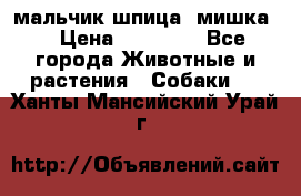 мальчик шпица (мишка) › Цена ­ 55 000 - Все города Животные и растения » Собаки   . Ханты-Мансийский,Урай г.